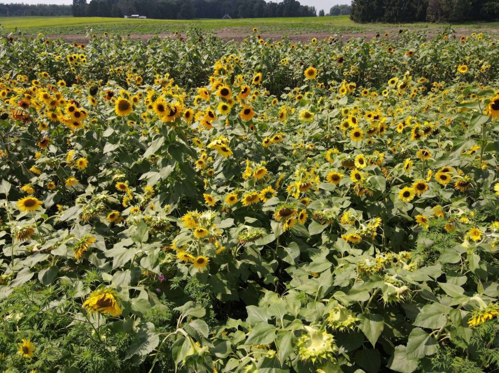 Sunflower Field UPick Sunflowers, Sunflower Patch