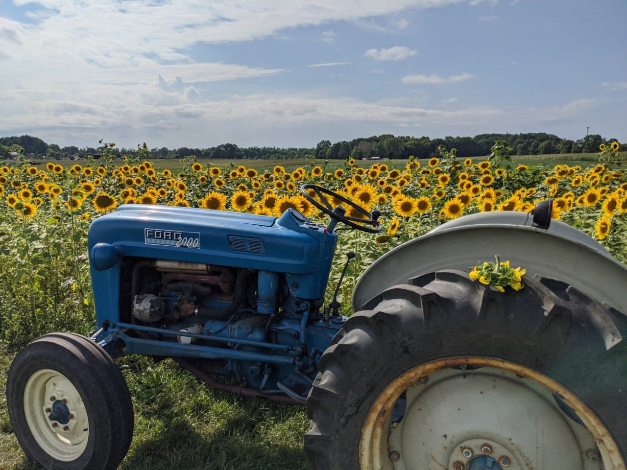 Sunflower Field UPick Sunflower Patch